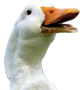 duck-large